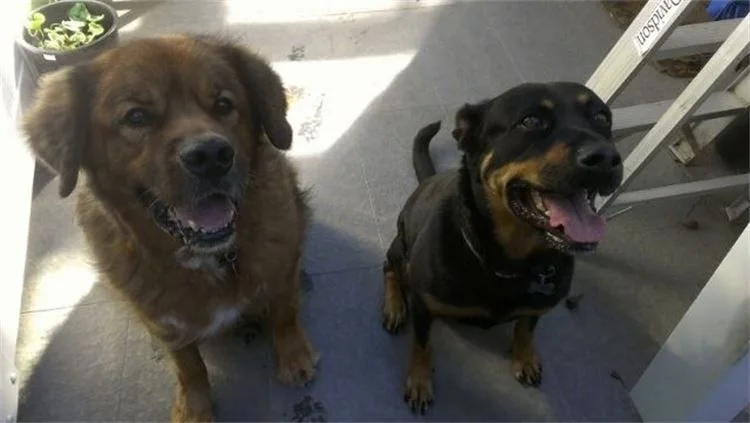 Momi’s dogs Babu and Mochi sitting side by side, a fluffy brown dog and a Rottweiler