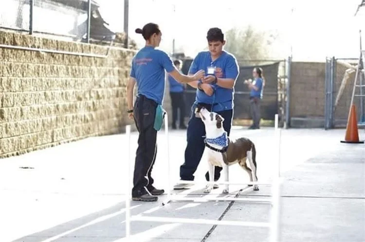 Two trainers in blue shirts working a dog through an exercise in an outdoor yard