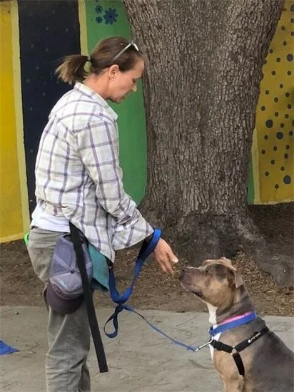 Krista in a plaid shirt training a pit bull type dog with a treat beside a big tree