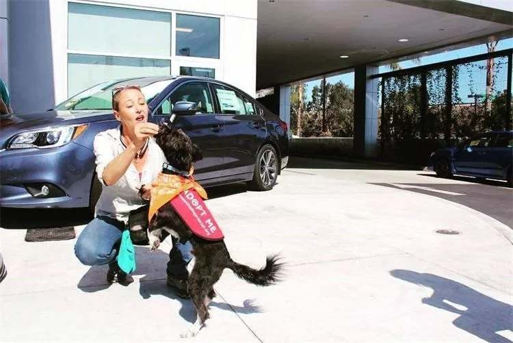 Krista crouched on a driveway working with a small black dog in an orange vest