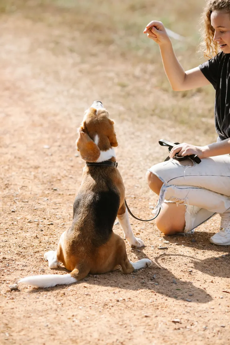 A beagle sitting on a dirt path and watching a woman’s raised hand signal