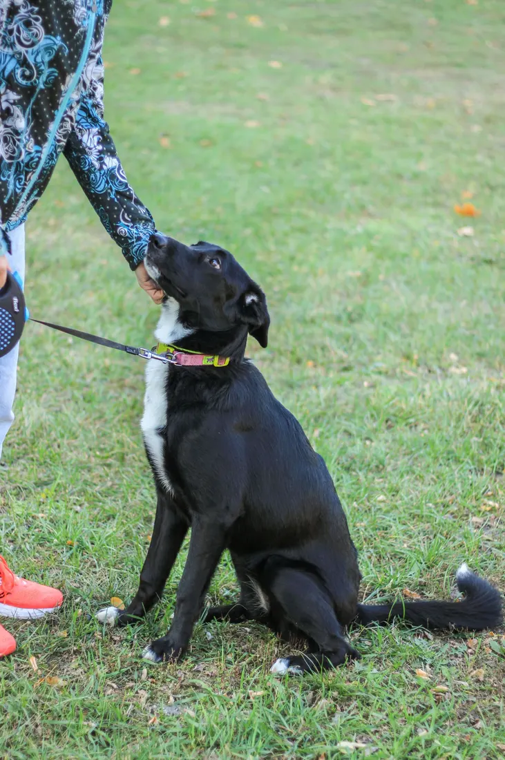 A black dog sitting on the grass beside its owner during a training session