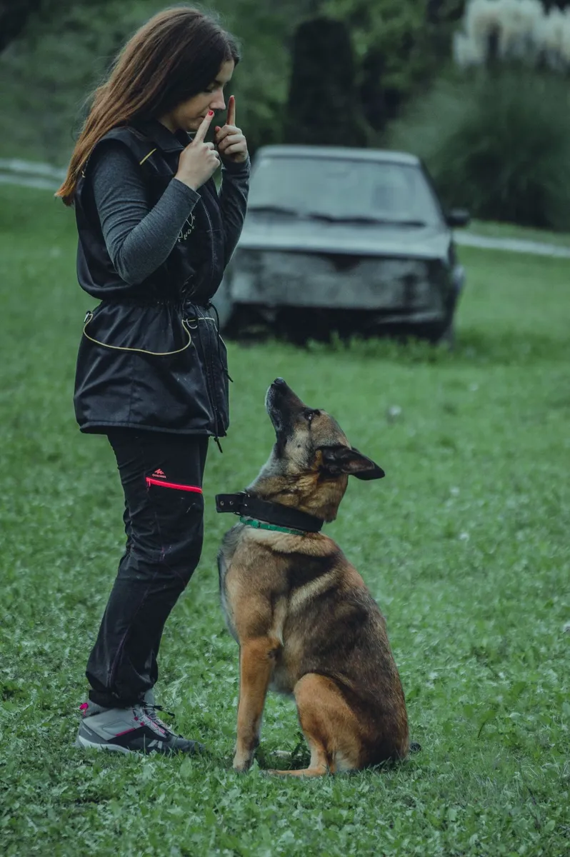 A woman giving a German Shepherd a sit cue outdoors