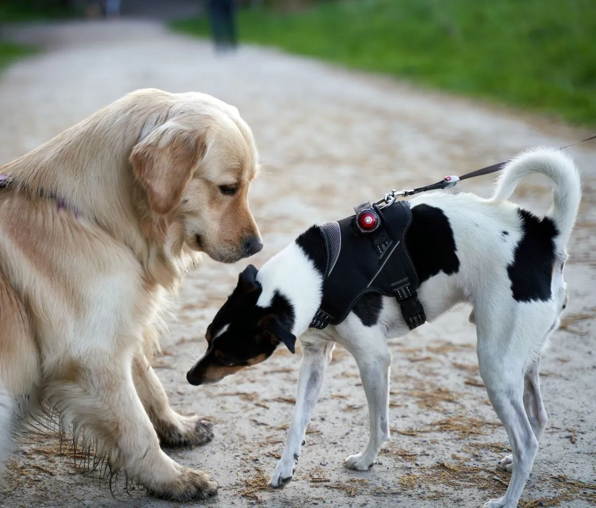 A golden retriever and a black and white terrier on leashes meeting nose to nose