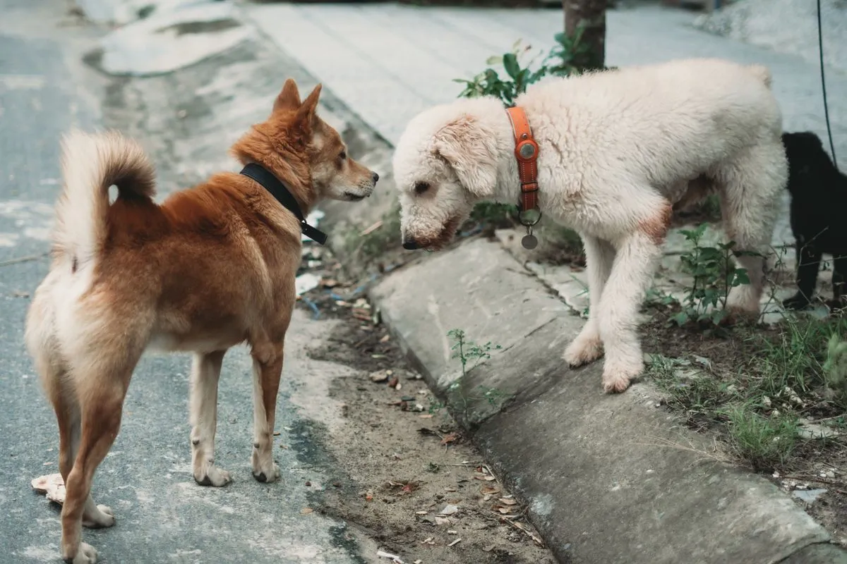 Two dogs meeting on a city sidewalk