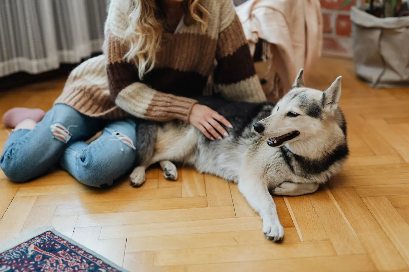 A woman sitting on a wood floor at home, gently petting her relaxed husky