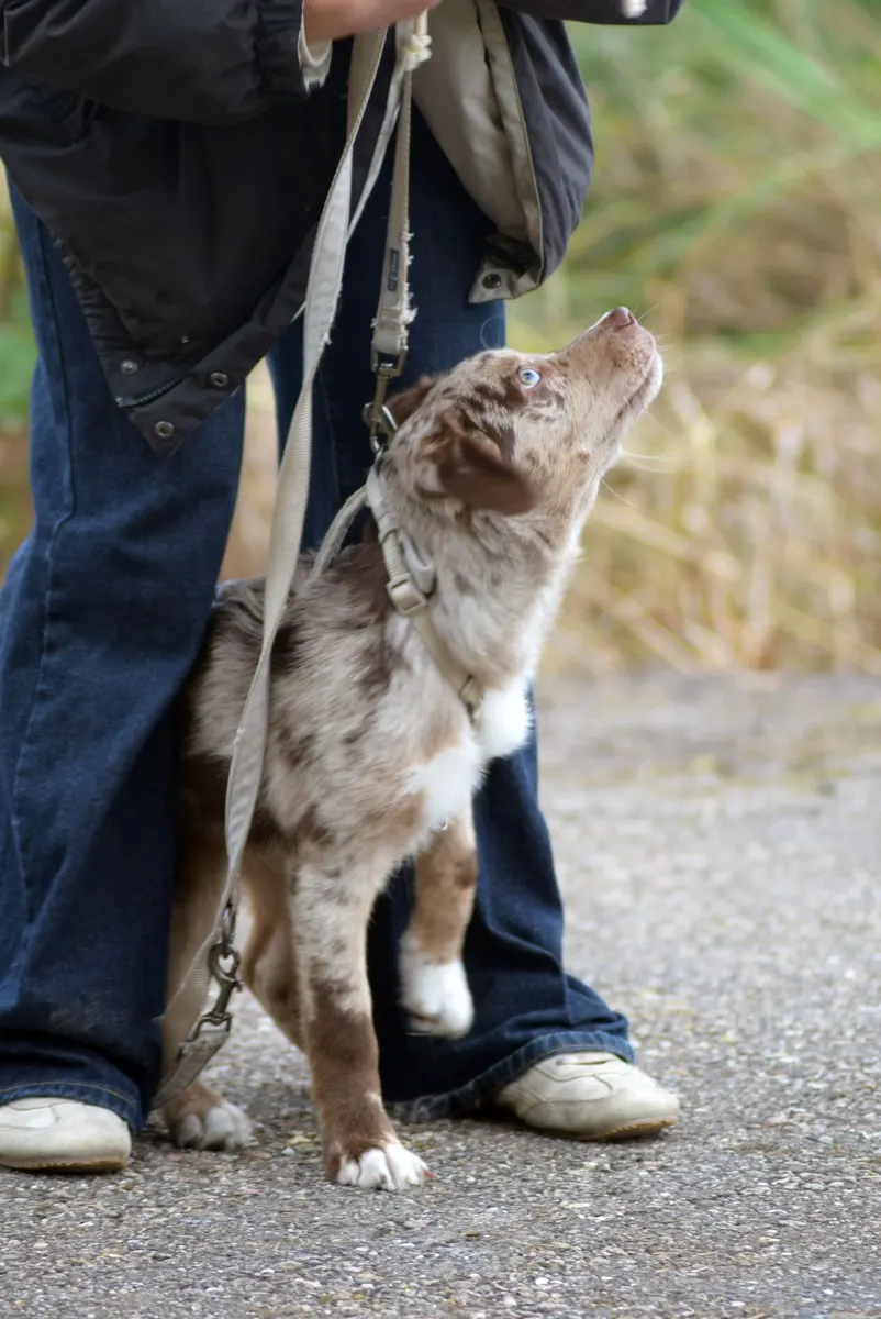 A young shepherd mix on a leash sitting and looking up at its owner on a path