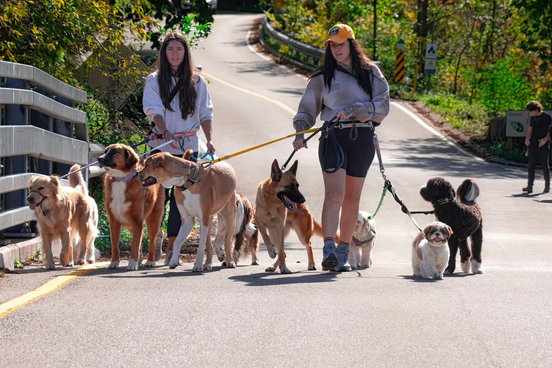 Two women walking a group of leashed dogs down a sunny road