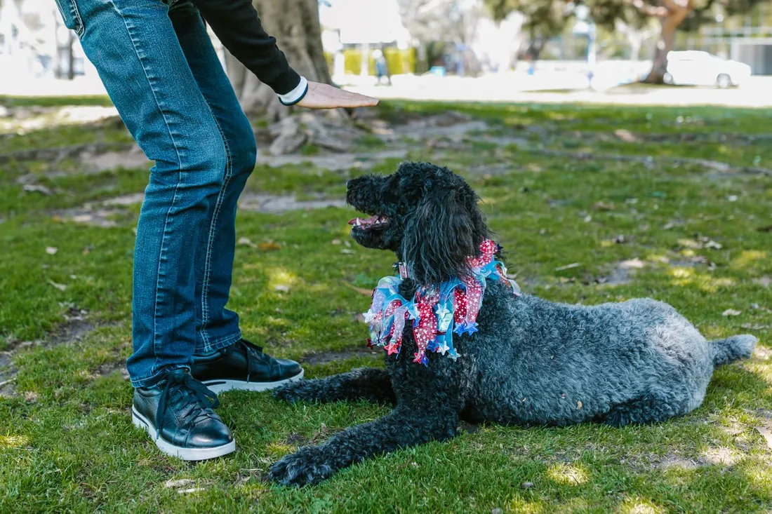 A dog in a bandana lying down on the grass at its owner’s feet