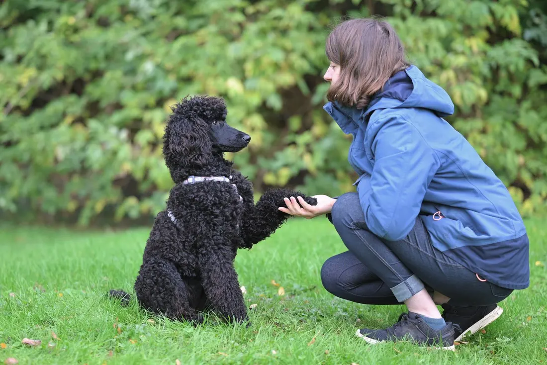 A woman crouched on the grass shaking paws with a black poodle