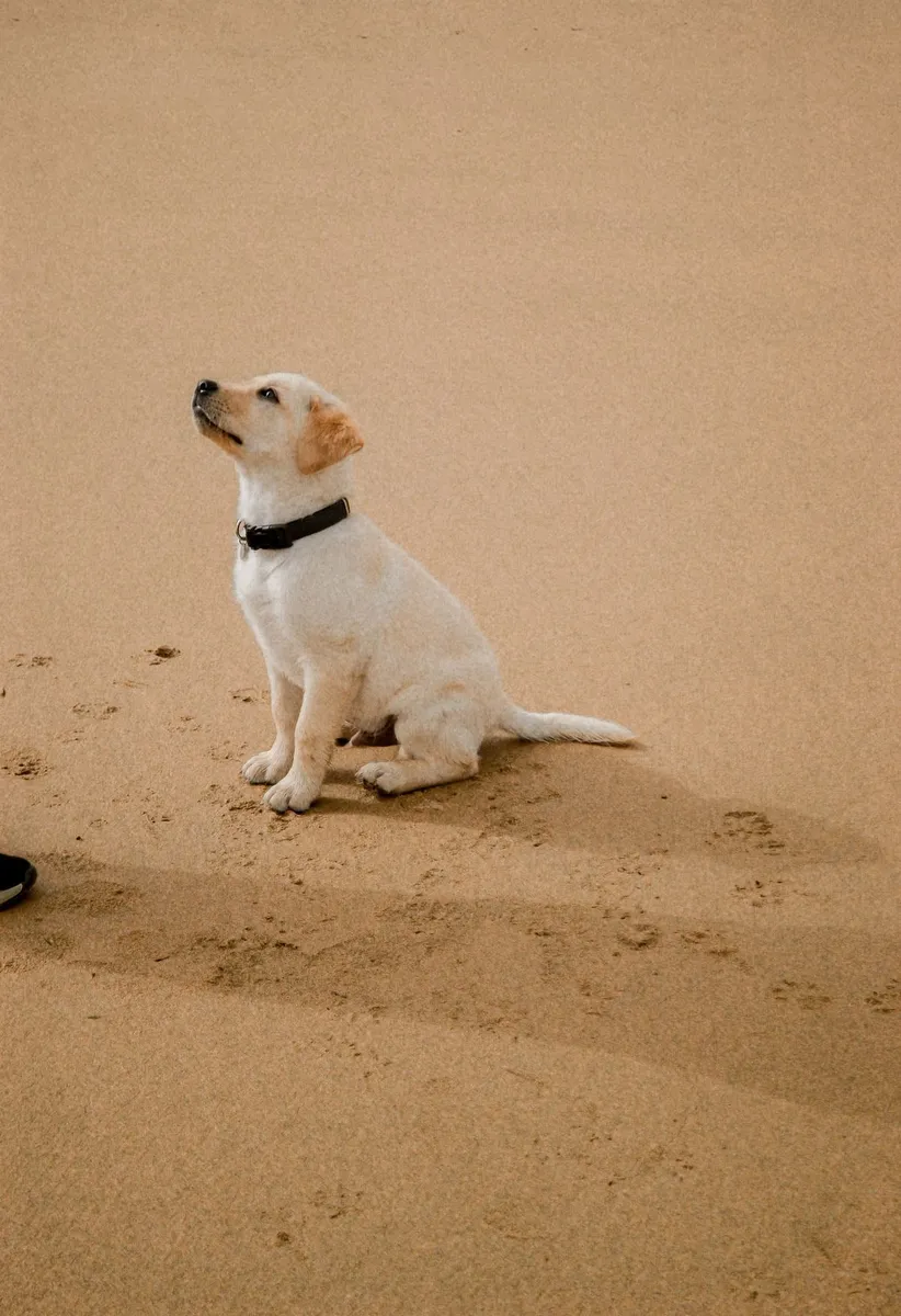 A Labrador puppy sitting on sand