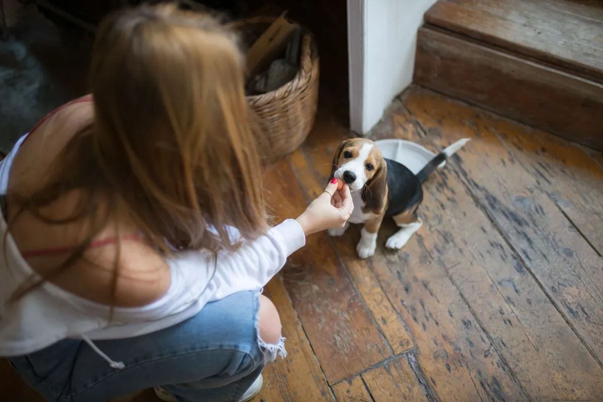 A young woman feeding a beagle puppy on a wood floor at home
