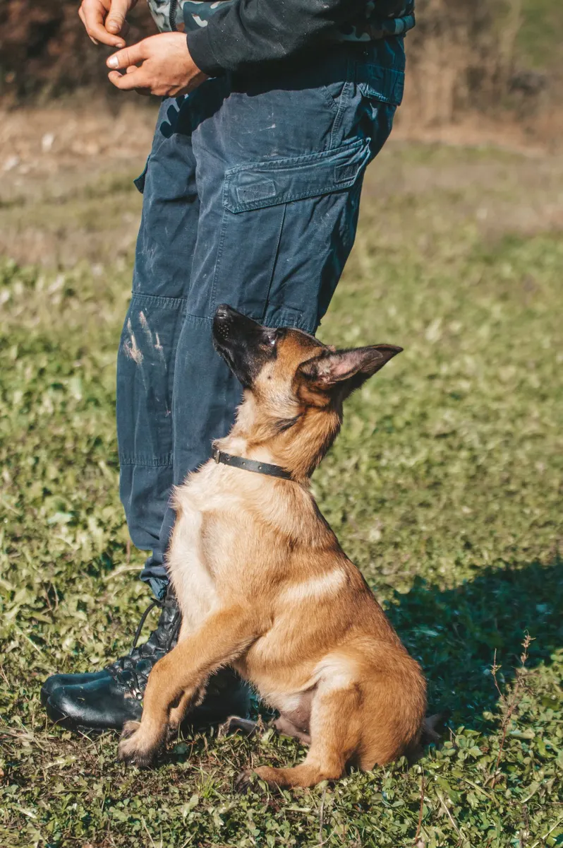 A German Shepherd sitting on the grass and looking up at its owner