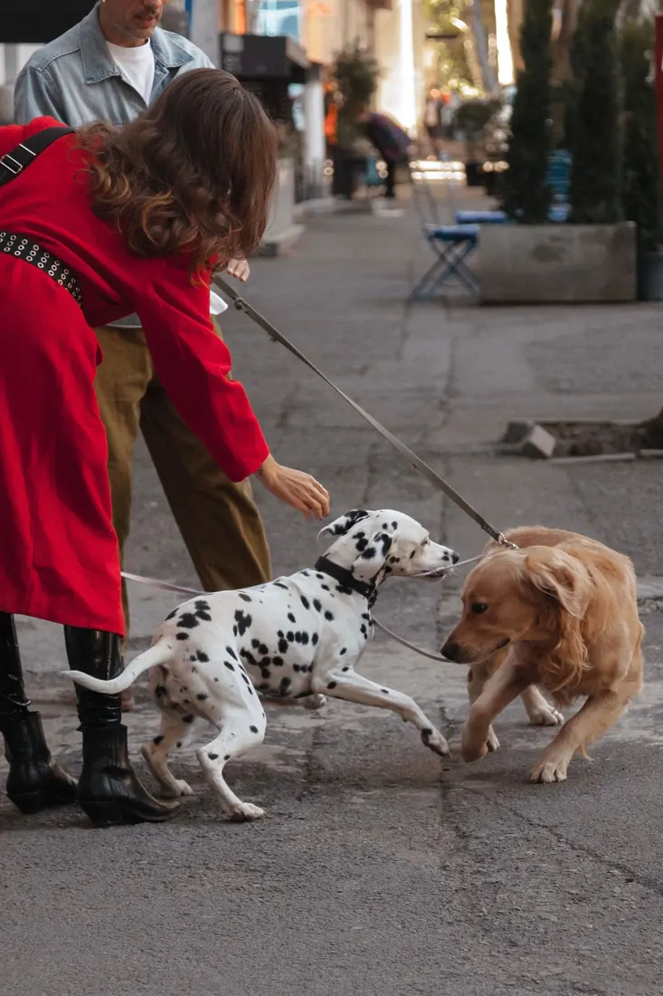 A woman in a red coat holding her Dalmatian on leash as it meets a golden dog on a city sidewalk