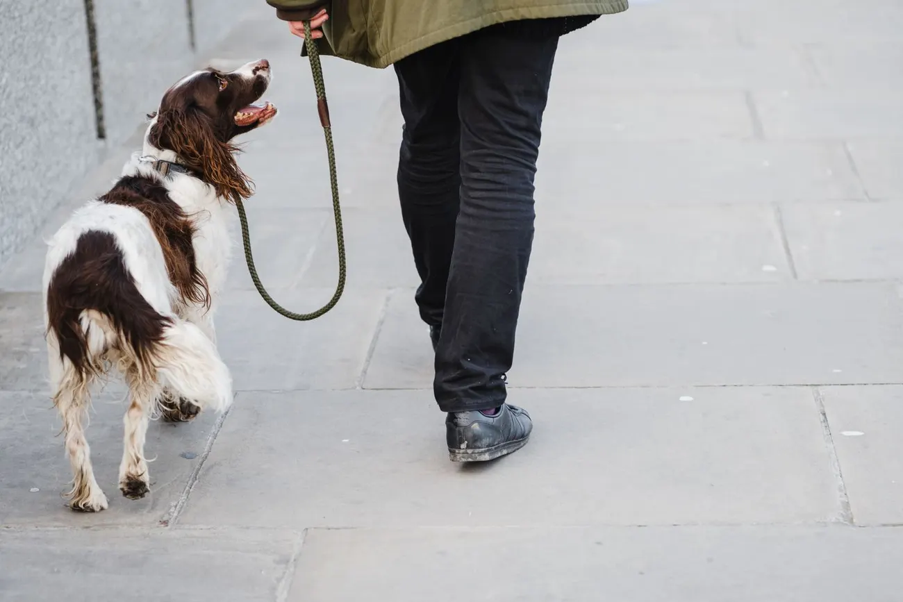 A springer spaniel on a leash looking back at its owner on a city sidewalk