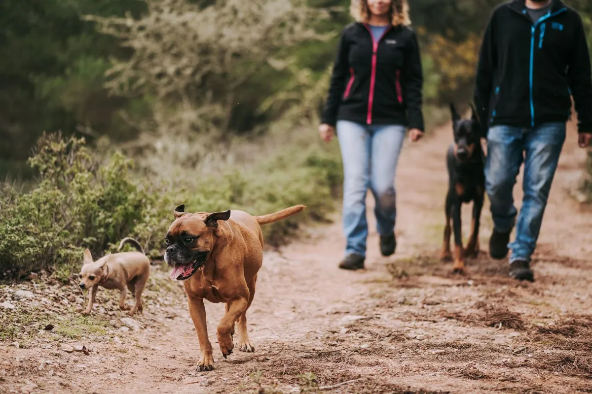 A couple walking their dogs on a forest trail