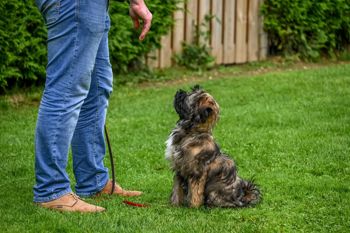 A small terrier sitting politely on a lawn beside its owner’s feet