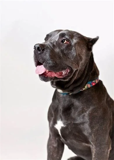 Studio portrait of a gray mastiff type dog in a flowered collar, sitting and looking up